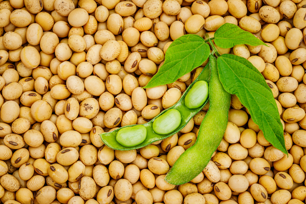 SOY, It’s All a Lie! Part One